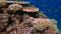 Coral Reef Edge With Fish Under Rippling Light