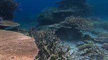 Gliding Over Colorful Staghorn Coral Dominant Reef