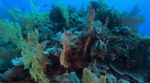 Mixed Sea Fans And Soft Coral On Reef