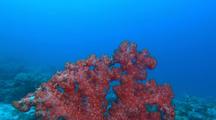 Red Soft Coral On Reef
