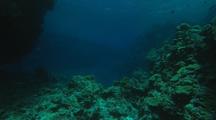 Old Deepwater Hard Coral Reef