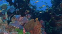 Coral Reef with colourful fish