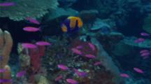 Coral Reef with colourful fish