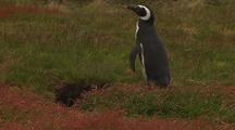 Magellanic Penguin Comes Out Of Burrow