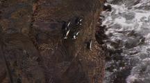 Rockhopper Penguins Jump Into Water From Rocks