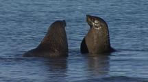 Fur Seals Playing In Antarctic Waters