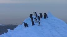 Adelie Penguins On Iceberg