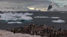 Gentoo Penguin Nesting Colony