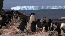 Adelie Penguins On Rocky Shore With Tabular Icebergs In Background