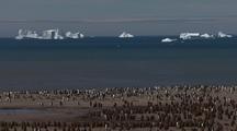 Wide Shot Of King Penguin Chicks On Beach, Icebergs In Background