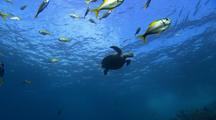 Green Sea Turtle Glides Among Fish 
