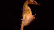 Pregnant Seahorse gives birth
