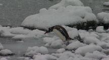 Gentoo Penguin Enters Icy Waters Under Falling Snow