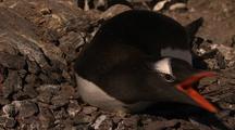 Gentoo Penguin Nesting