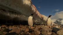 Marching Gentoo Penguins In Front Of Melting Ice