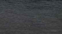 Gentoo Penguin Swimming Just Below Surface