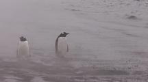 Gentoo Penguins In Fog On Shoreline