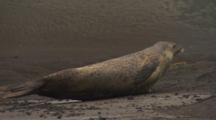 Antarctic Wedell Seal Probably Wallows On Beach