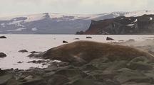 Antarctic Weddell Seal Probably Enters Water From Rocky Shore