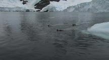 Crabeater Seals In Water