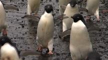 Adelie Penguins On Shoreline