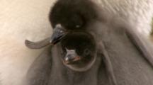 Adelie Penguin Chick Hatchlings