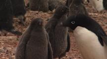Adelie Penguin Chicks Fed By Parent