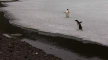 Funny Adelie Penguins Anxious About Crossing Small Stream