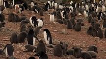 Adelie Penguins And Chicks