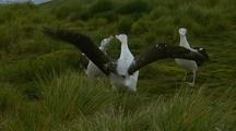 Antarctic Wandering Albatross Courtship Display