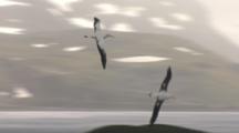 Antarctic Wandering Albatross Courtship Display