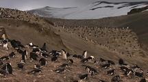 Chinstrap Penguins Nesting Colony Up High