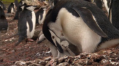 Chinstrap Penguins And Chicks