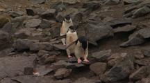 Chinstrap Penguins Traverse Rocky Shore