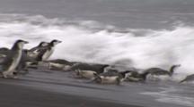 Chinstrap Penguins Enter Waves