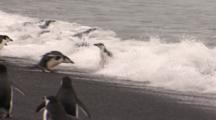 Chinstrap Penguins Enter And Exit Ocean
