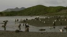 Antarctic Fur Seals And Penguins Along Shore