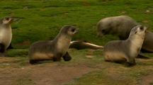 Antarctic Fur Seal Pups Play