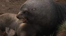 Antarctic Fur Seal Bull Subdues Female