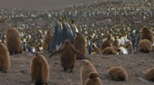 King Penguins And Chicks