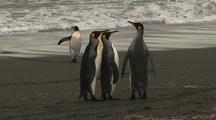 King Penguins Walking On Antarctic Beach 