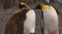 King Penguins Feeding Chicks