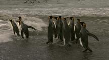 King Penguins Enters Ocean And Swims In The Waves