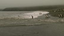 King Penguins Enter The Water