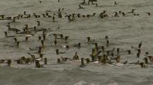King Penguins Swimming In The Water