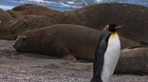 Funny King Penguin Walks By Resting Elephant Seals