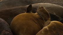 Antarctic Elephant Seals Resting 