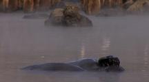 Elephant Seals Wallowing In Steaming Mud Bath
