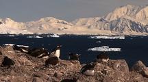 Gentoo Penguin Nesting Colony