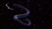 Ctenophore Pulsing Luminescence, Planktonic Jellyfish Type Creature